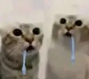 Los gatos especiales
