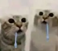 Los gatos especiales