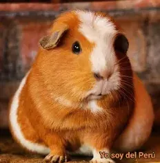 Logo de Peruanos Unidos Comiendo Cuy en DayzelCorp Esports