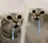 Los gatos especiales