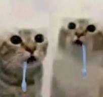 The cats special